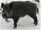 wildschwein avatar